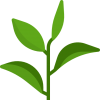 green-tea green-tea